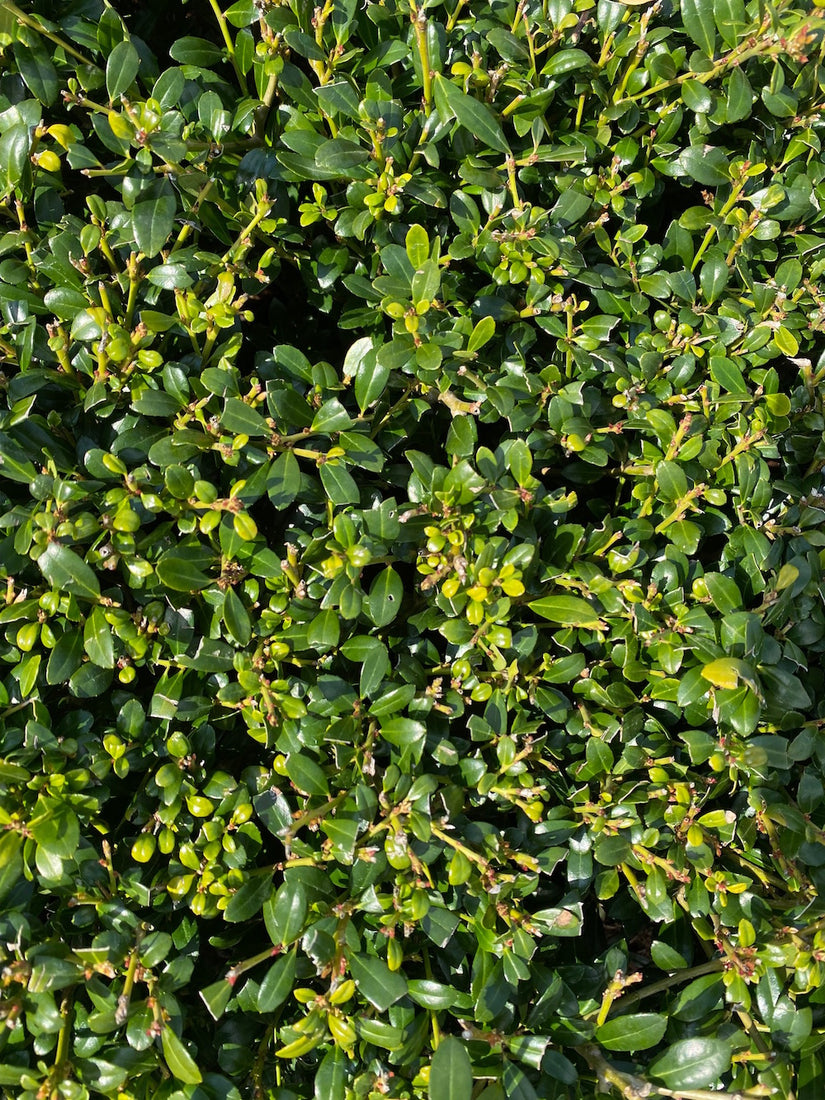 ilex-luxus-hedge-lage-haag-japanse-hulst.jpg