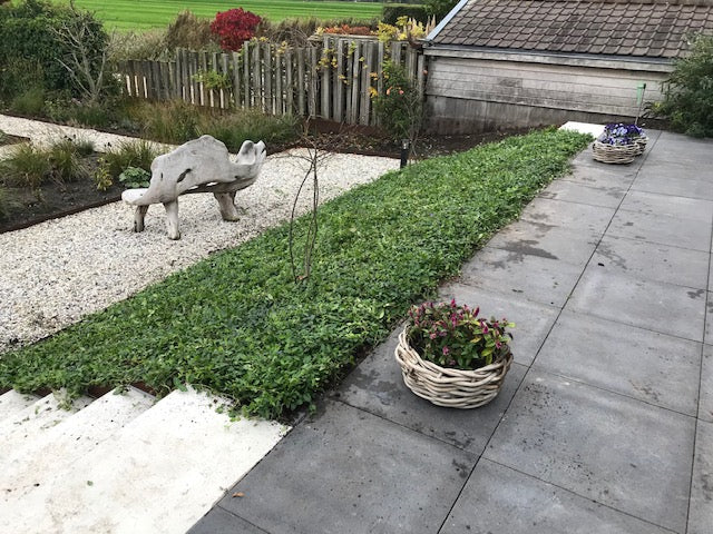 Vinca blauw tuinplantenmatten