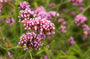 inheemse-gewone-verbena-officinalis.jpg