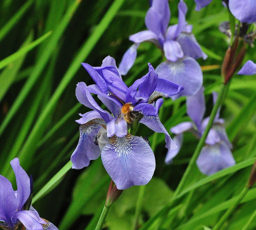 iris Sibirica