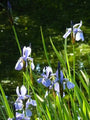 iris Sibirica