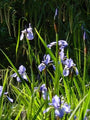 iris Sibirica