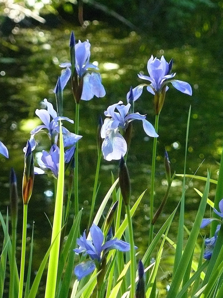 iris Sibirica