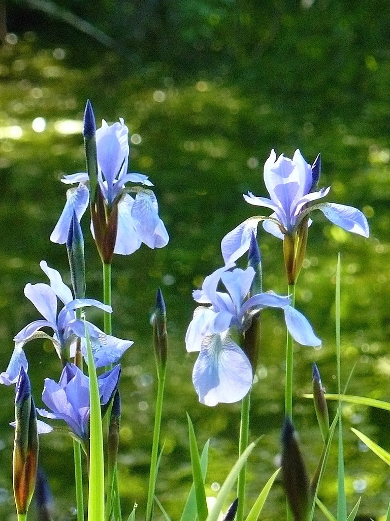 iris Sibirica