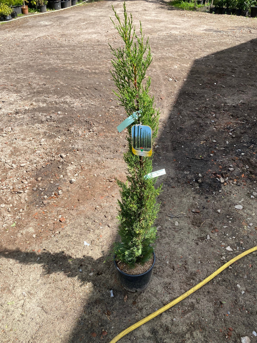 Cupressus sempervirens 'Pyramidalis'