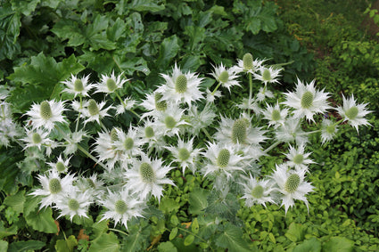 ivoordistel-Eryngium-giganteum-Silver-Ghost.jpg