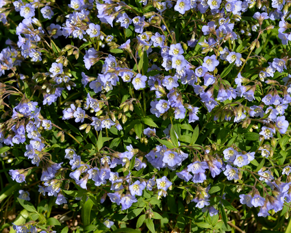 jacobsladder-reptans-plant.png