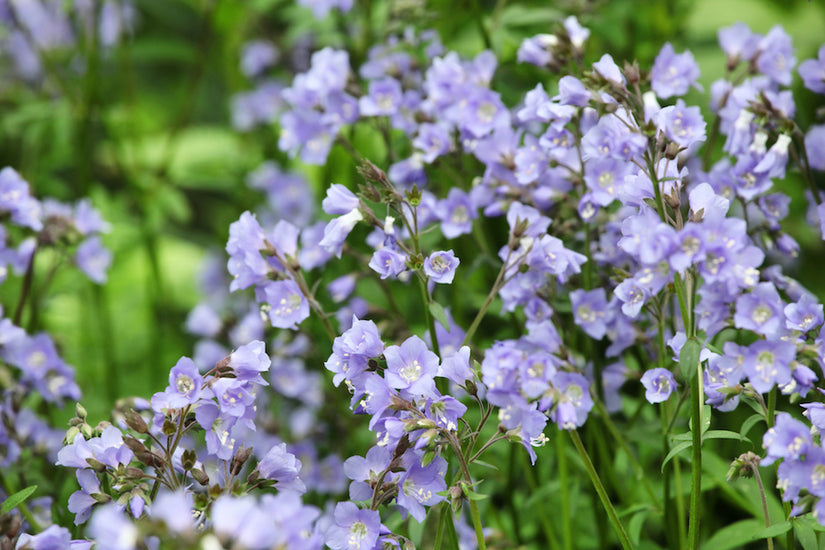 jakobsladder-Polemonium-reptans-Stairway-to-Heaven.jpg