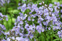 jakobsladder-Polemonium-reptans-Stairway-to-Heaven.jpg