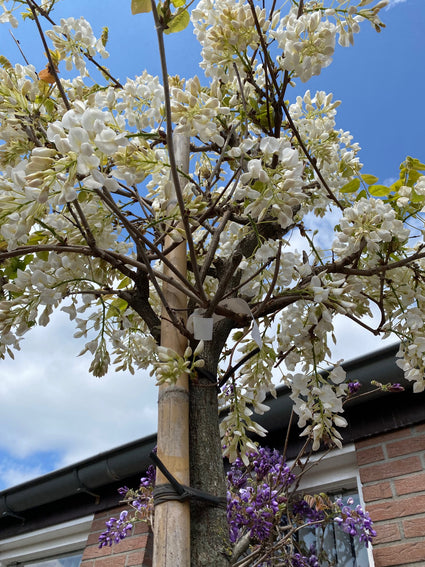 Japanse Blauwe Regen