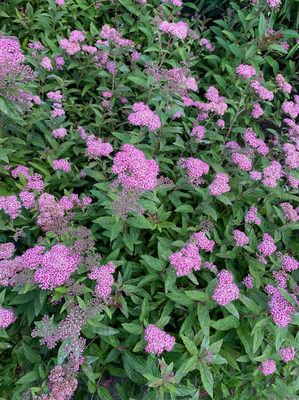 Japanse spirea - Spiraea japonica 'Anthony waterer'