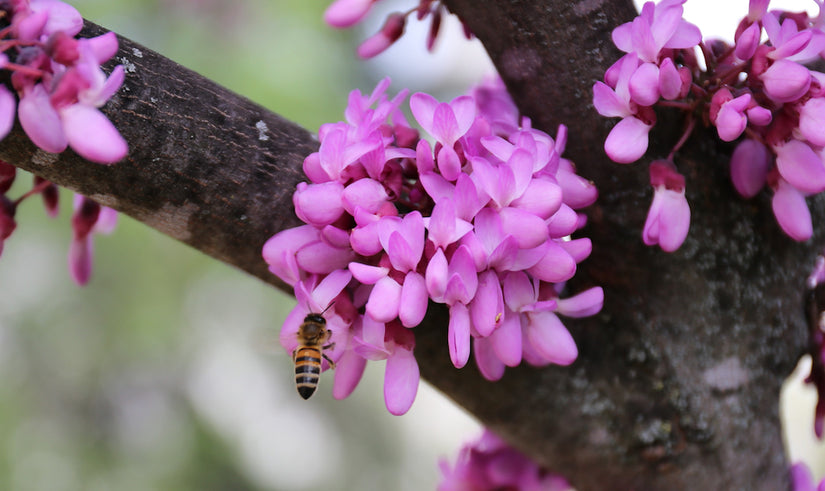 Judasboom bloemen