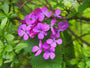 Tuinjudaspenning - Lunaria annua bloemen