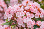 kalmia-latifolia-bloemen.jpg