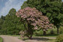 kalmia-latifolia-boom.jpg