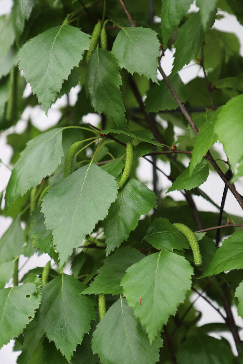 Detailfoto van het blad - inheemse kant en klaar haag voor biodiversiteit