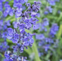 Kattenkruid - Nepeta racemosa 'Walker's Low' 