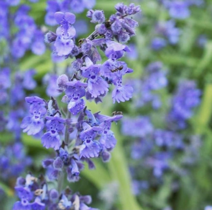 Kattenkruid - Nepeta racemosa 'Walker's Low'