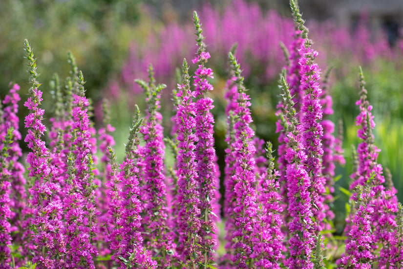 kattenstaart-Lythrum-salicaria.jpg