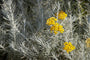 kerrieplant - Helichrysum italicum