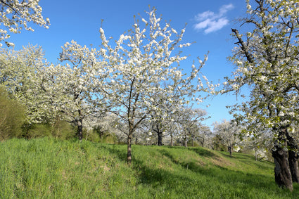 Kersenboom in bloei