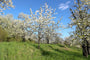 Kersenboom in bloei