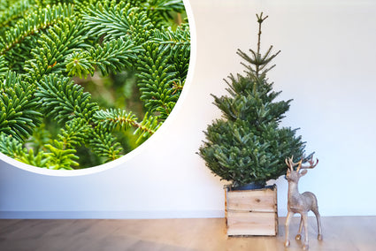 Abies Fraseri zilverspar kerstboom