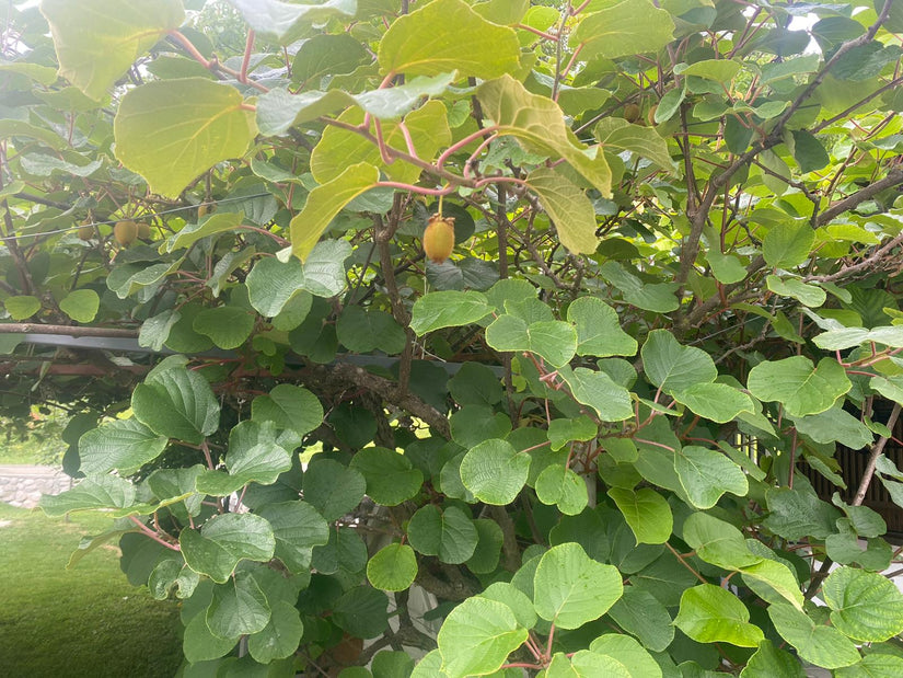 kiwi heester Actinidia deliciosa 'Atlas' pergola klimplant