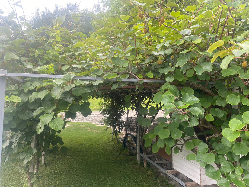 kiwi heester Actinidia deliciosa 'Atlas'