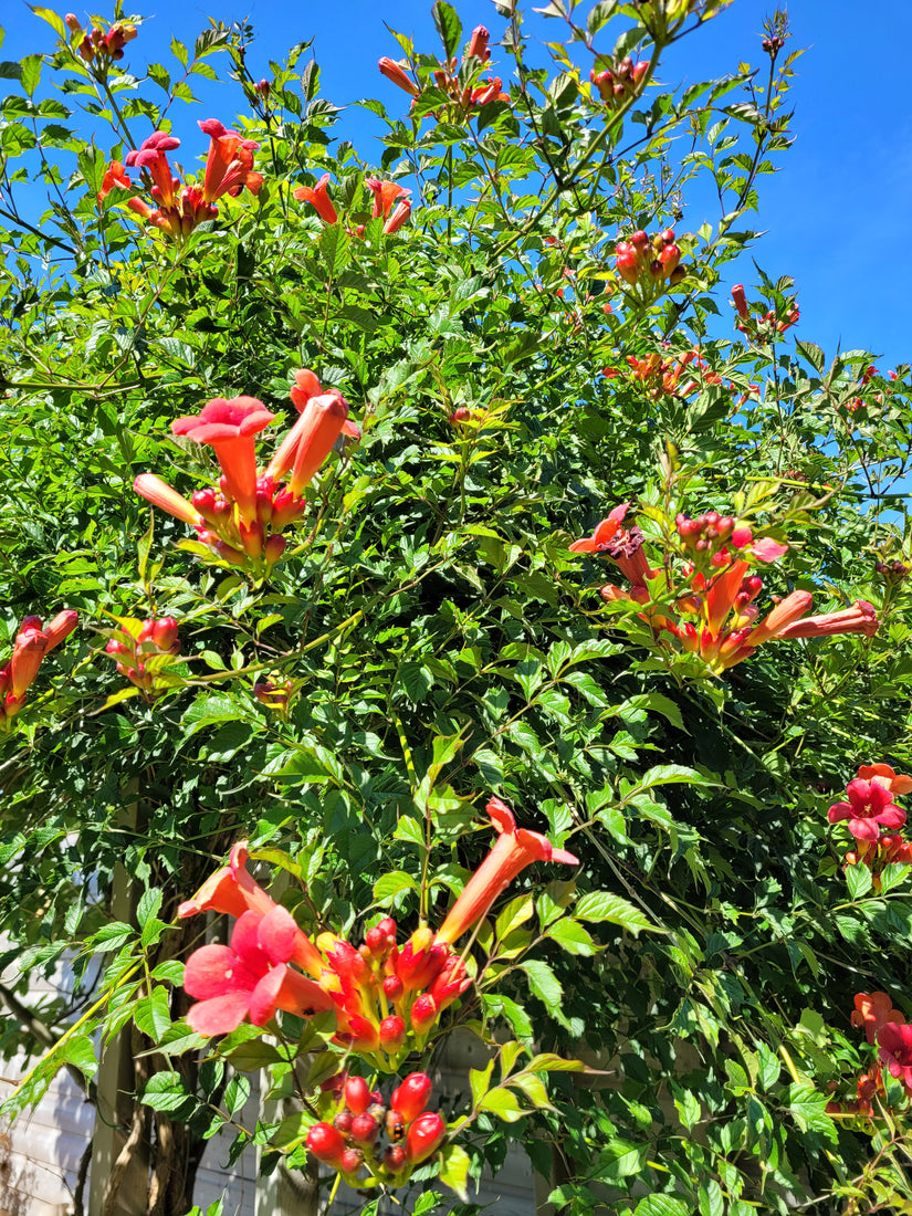 klantfoto Trompetbloem - Campsis x tagliabuana 'Mme Galen'