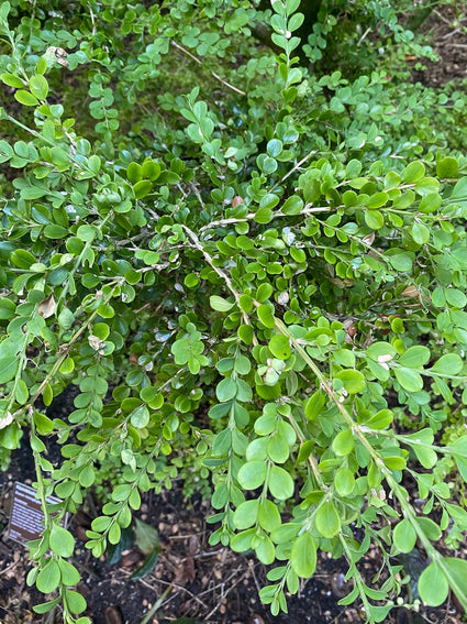 Kleinbladig Palmboompje - Buxus microphylla 'Faulkner'