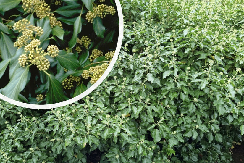 klimop - Hedera colchica 'Arborescens'