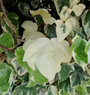 klimop - Hedera colchica 'Dentata Variegata'