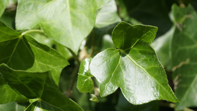 Blad van klimop - Hedera hibernica