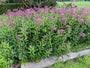 Purper leverkruid Eupatorium purpureum (Koninginnekruid)