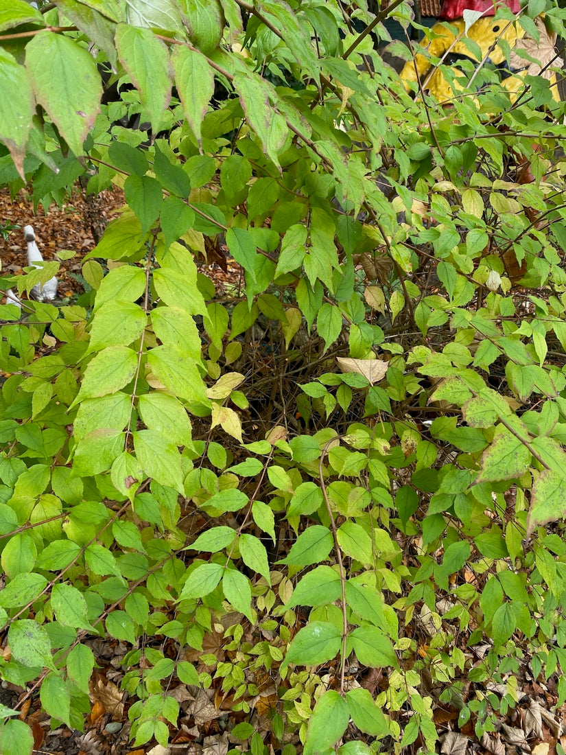 koninginnestruik-blad-herfst.jpg