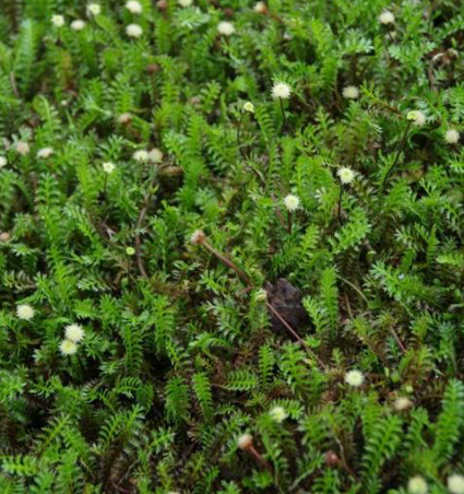 Koperknoopje - Leptinella Squalida