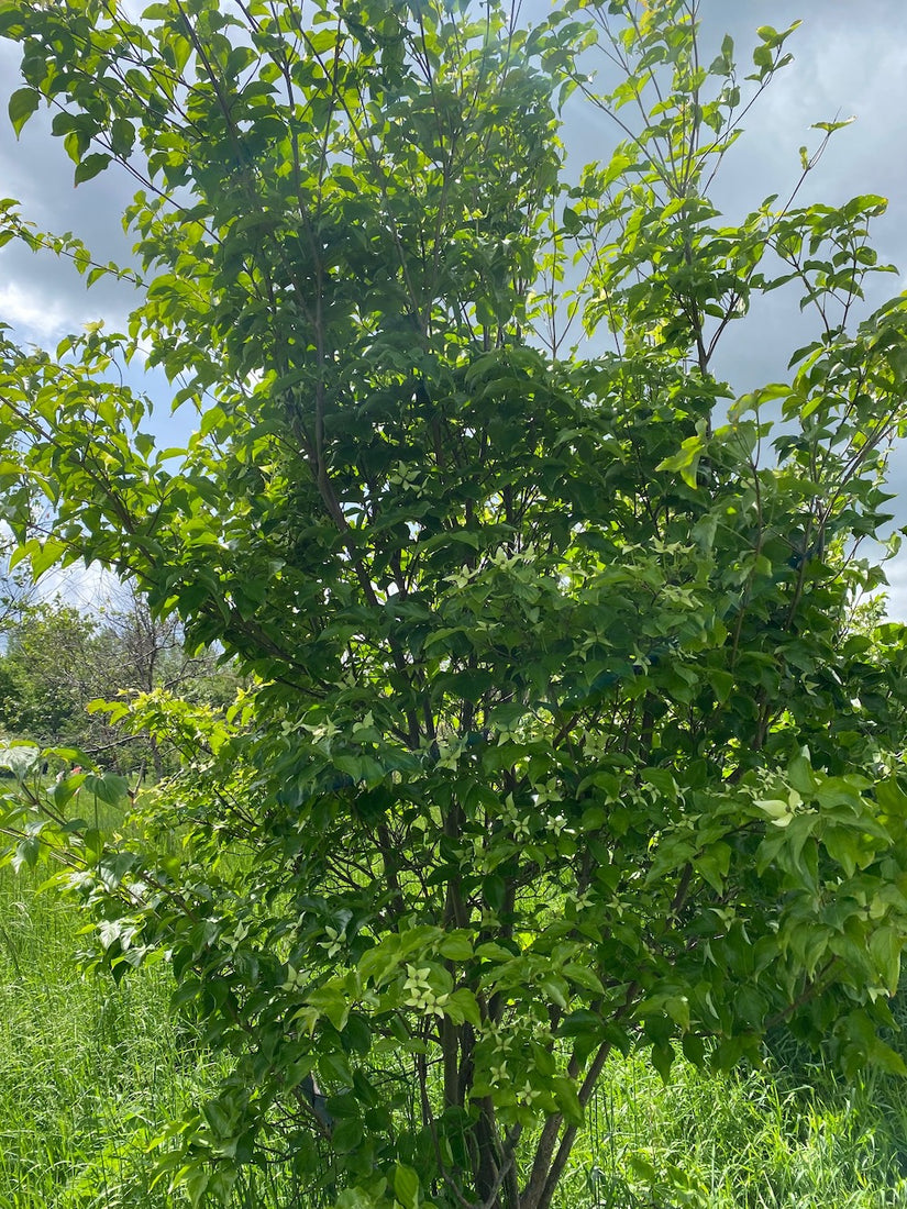 Japanse grootbloemige kornoelje Cornus kousa 'Milky Way' - meerstammig