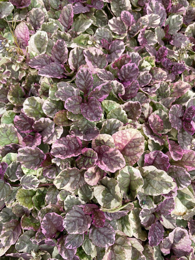 Kruipend Zenegroen Ajuga reptans 'Burgundy Glow'