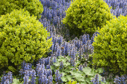 kruipend-zenegroen-Ajuga-reptans-Catlin-s-Giant.jpg