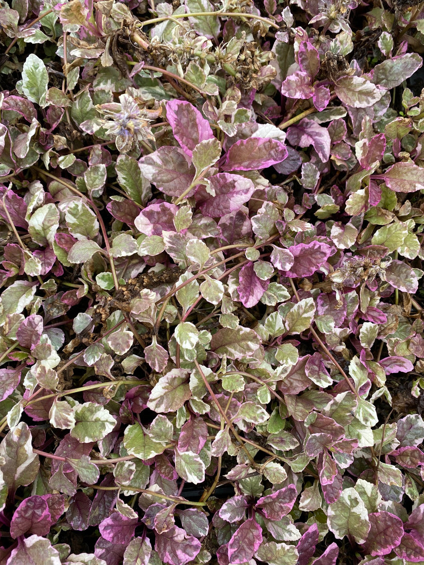 Kruipend Zenegroen Ajuga reptans 'Burgundy Glow'