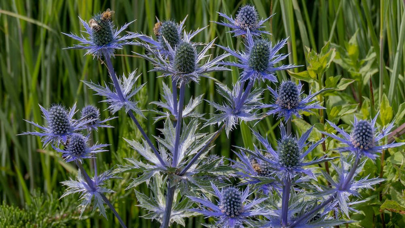 Kruisdistel - Eryngium planum