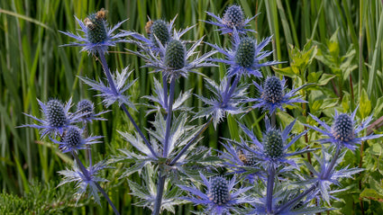 kruisdistel-Eryngium-planum.jpg