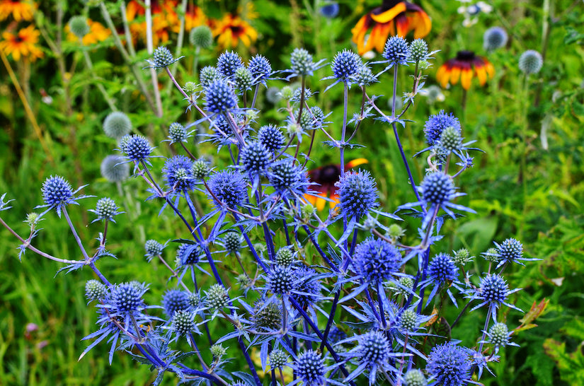 Alpen kruisdistel - Eryngium alpinum