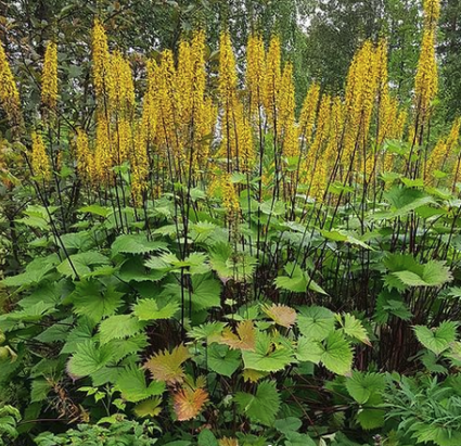 Ligularia stenocephala 'The Rocket'