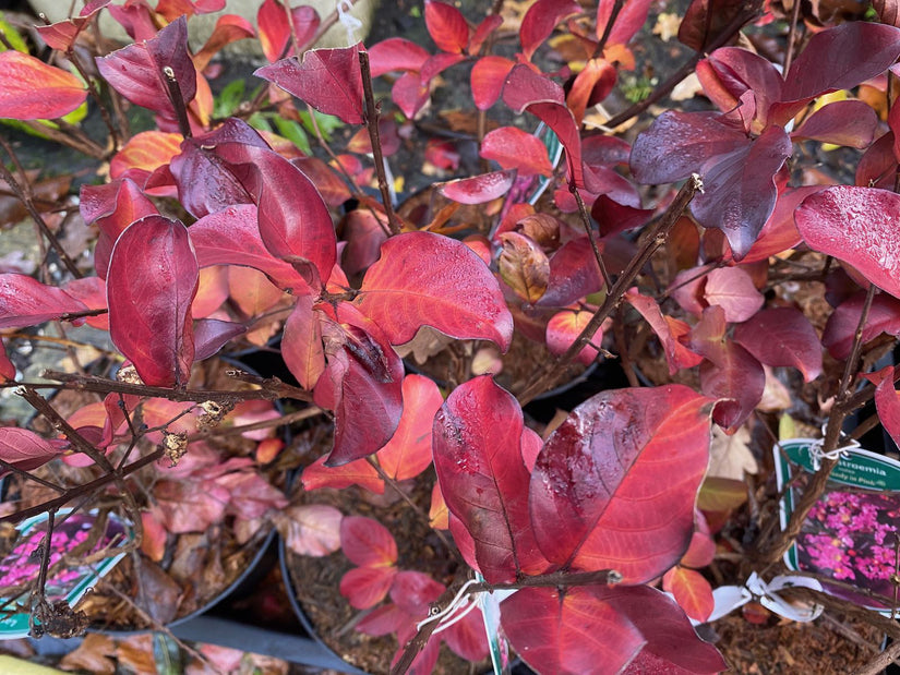 Indische sering - Lagerstroemia indica Herfst