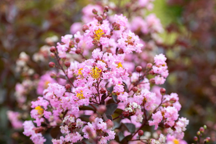 lagerstroemia-indica-Rhapsody-in-Pink.jpg