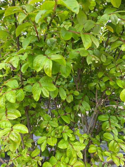 lagerstroemia-indica-bladeren.jpg