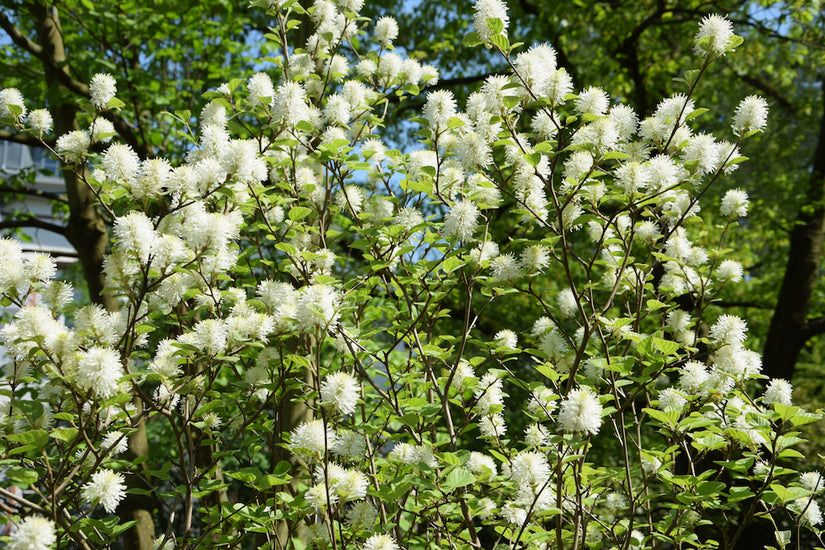 lampenpoetserstruik-Fothergilla-gardenii.jpg