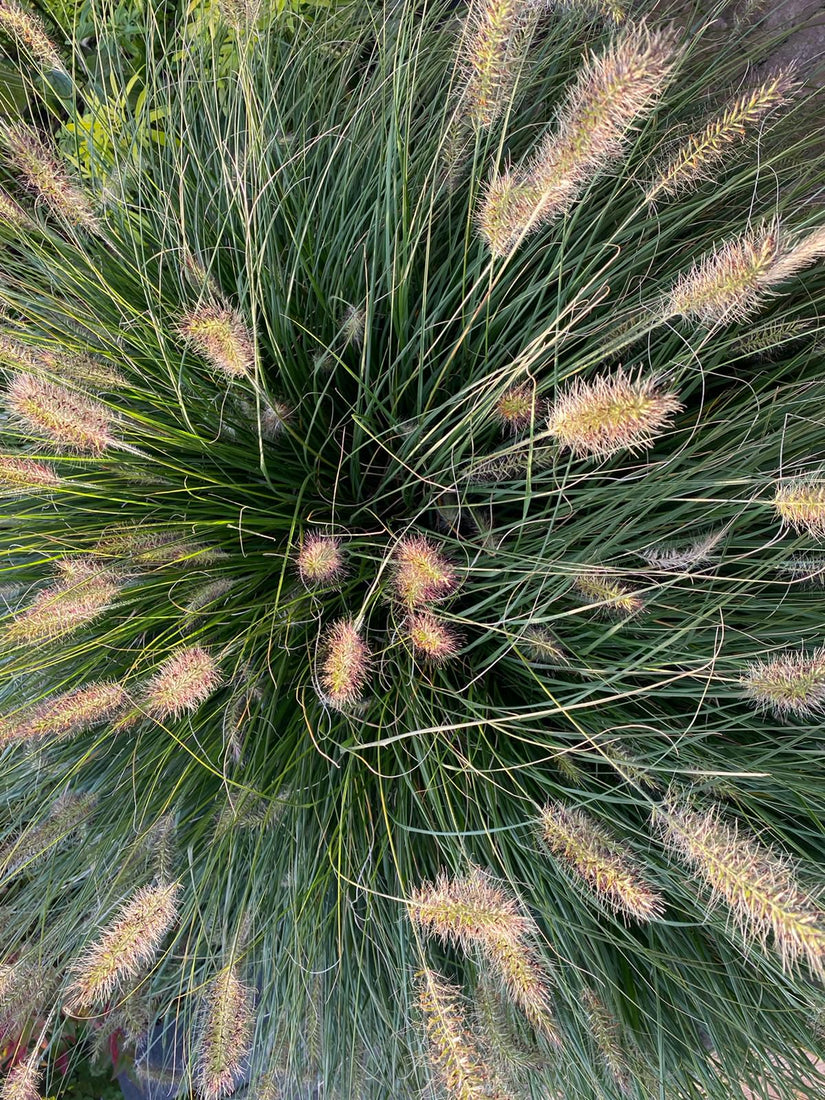 Lampenpoetsergras - Pennisetum alopecuroides 'Hameln'